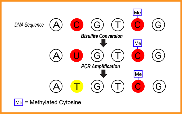 Figure 1: How Bisulfite Conversion and PCR Identifies Non-methylated Cytosines