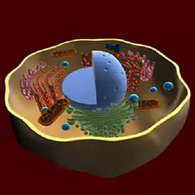 Illustration of a cell, showing a cutaway view