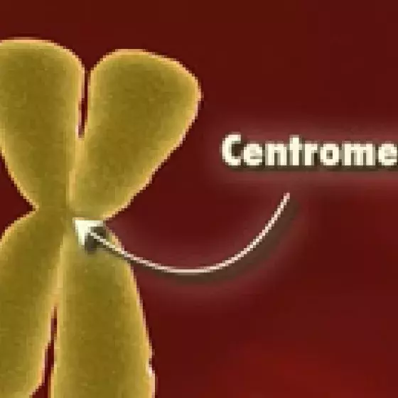 Video thumbnail image for Centromere 3-D