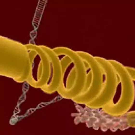 Video thumbnail image for Chromosome to base pairs 3-D