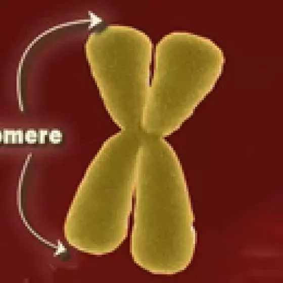 Video thumbnail image for Telomeres 3-D