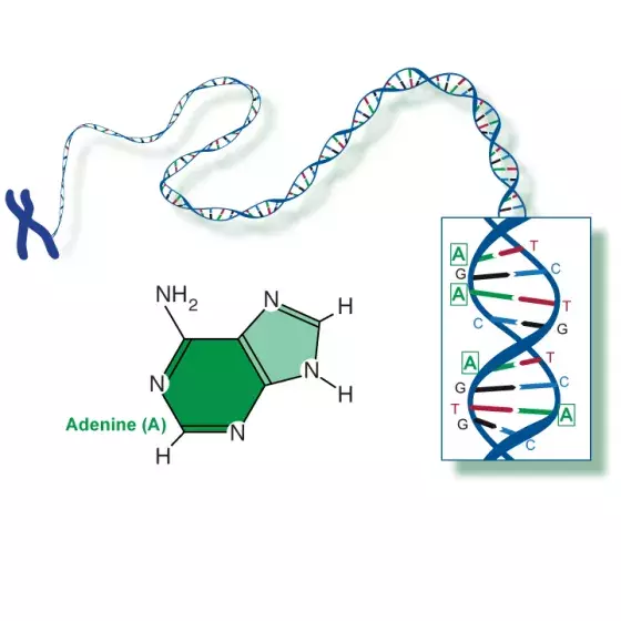 Adenine illustrated