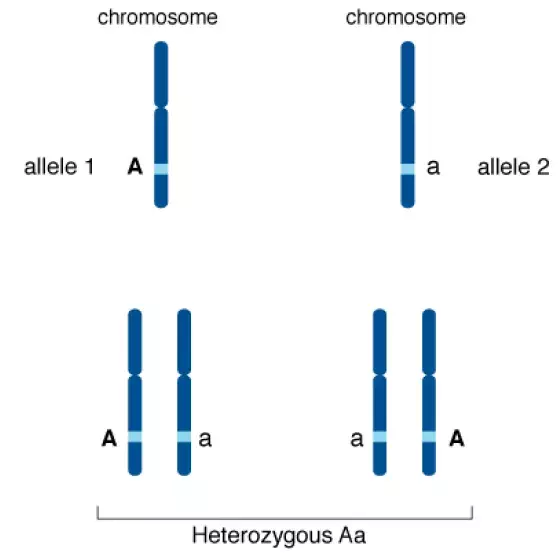 Allele illustration