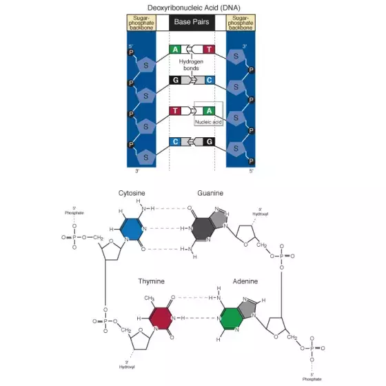 Advanced DNA base pair illustration