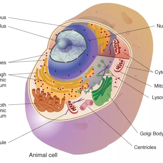 Cell illustration