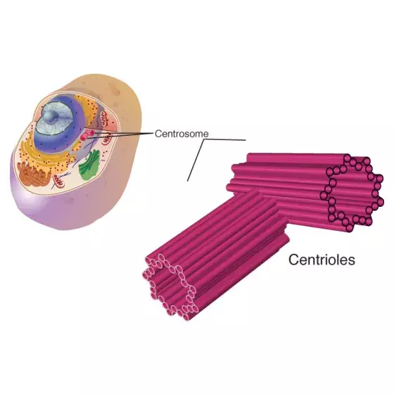 Centriole illustration