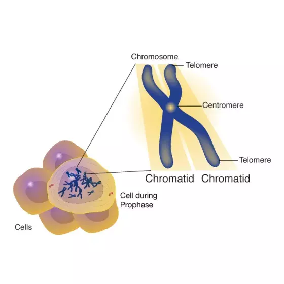 Centrosome illustrated