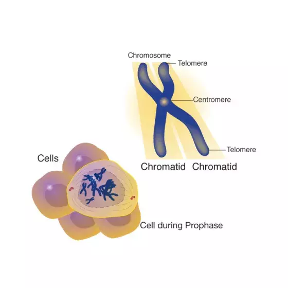 Chromatid illustrated