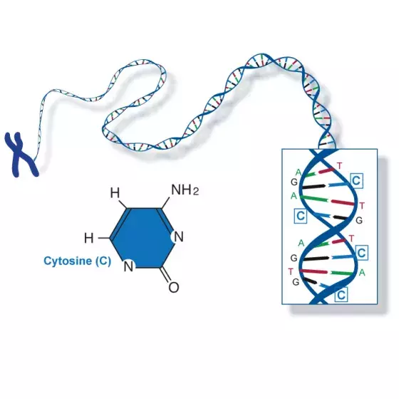 Cytosine illustrated