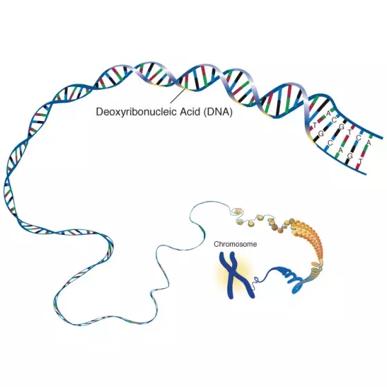 DNA illustration