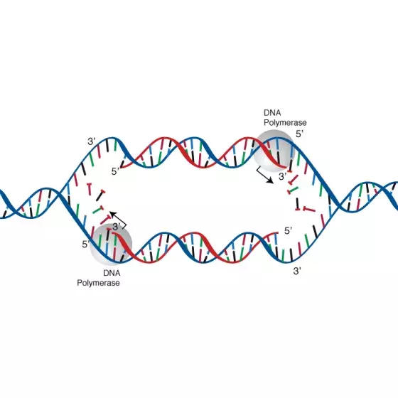 DNA replication illustration