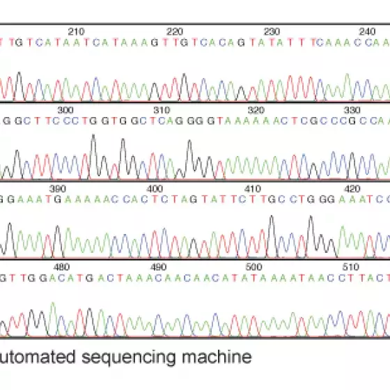 DNA sequencing process illustrated