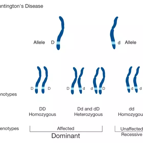 Dominant illustrated