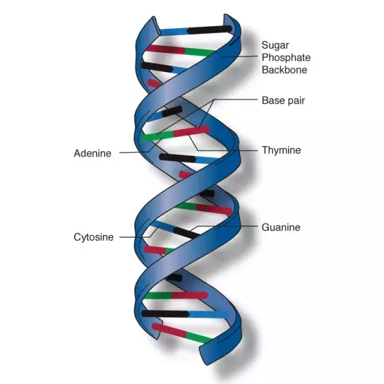 Double helix illustrated