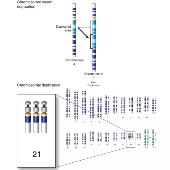 Duplication illustrated