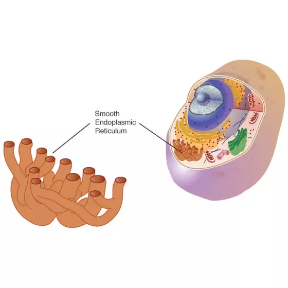 Smooth endoplasmic reticulum illustration