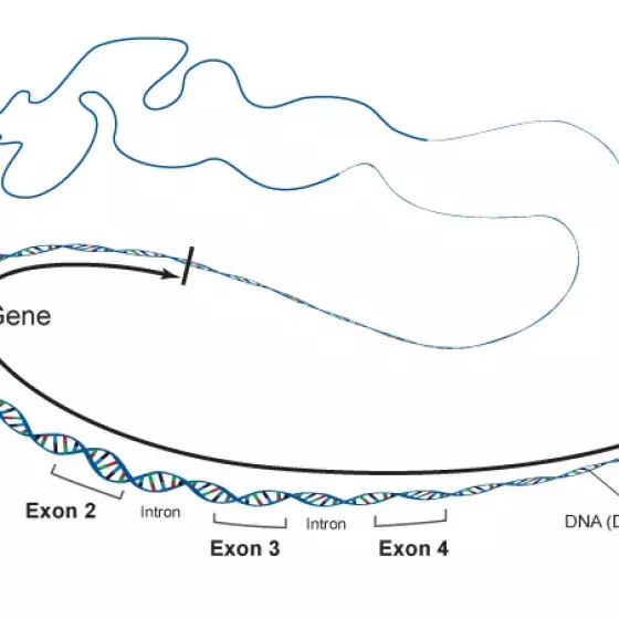 Basic exon illustration