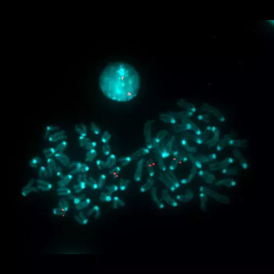 Microscopic image of mouse chromosomes.