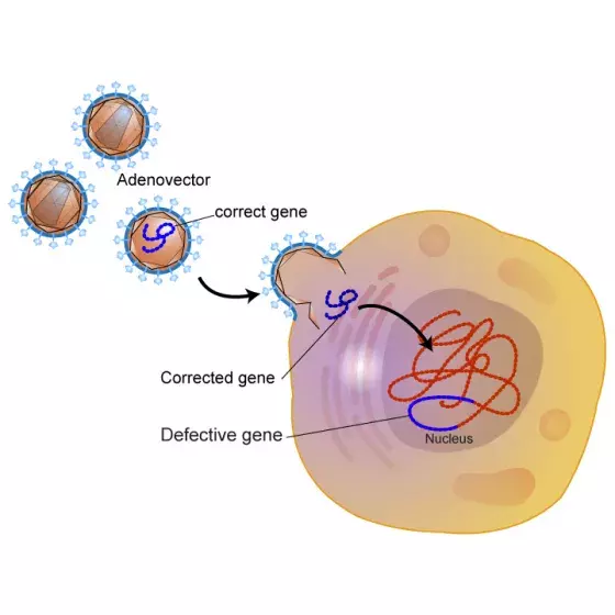 Gene therapy process illustrated