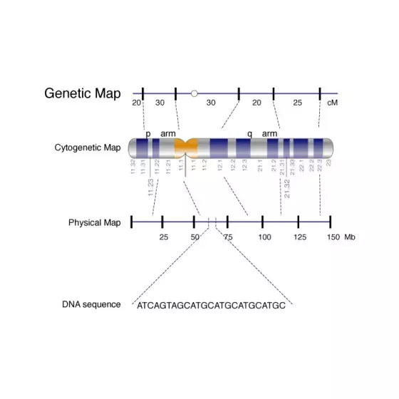 Illustration of a genetic map