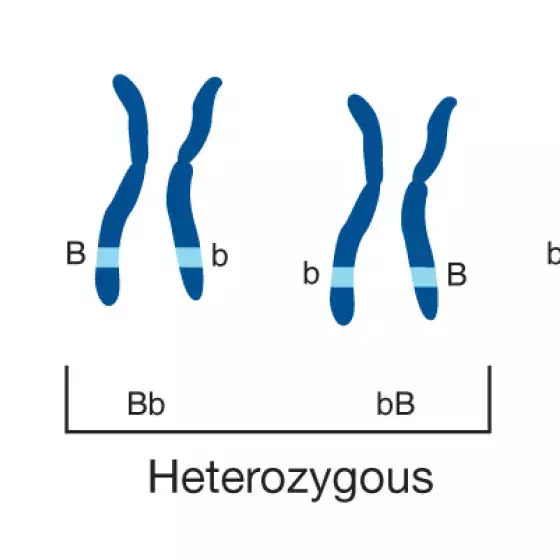 Heterozygous illustrated