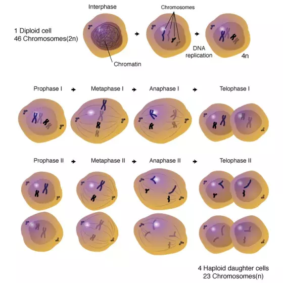 Meiosis process illustrated