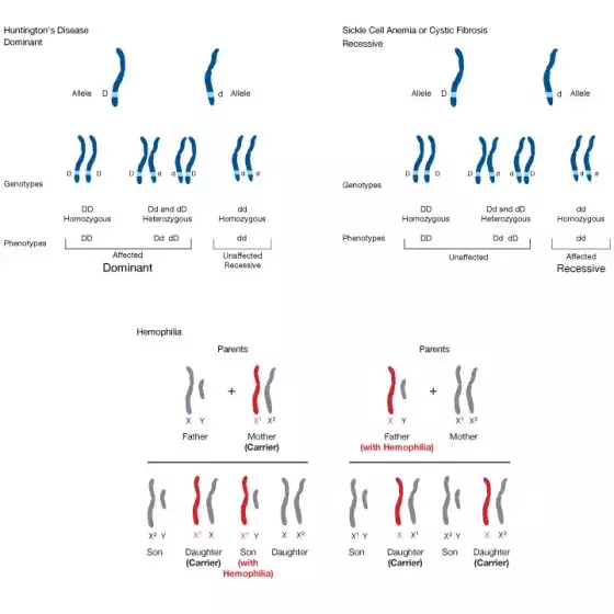 Mendelian inheritance illustrated