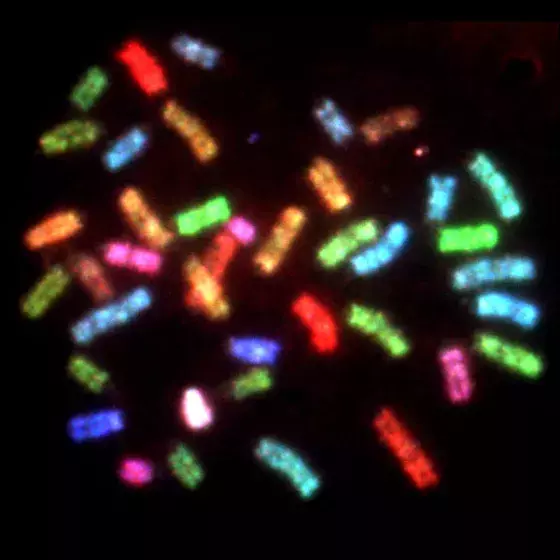 Mouse karyotype using SKY technique