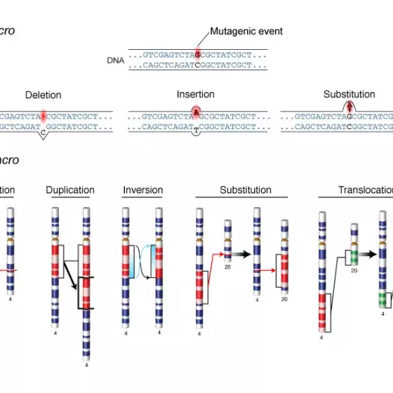 Mutation illustrated