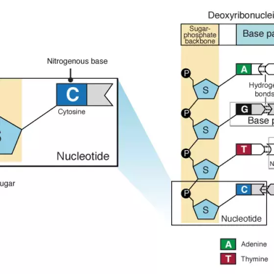 Nucleotide illustration