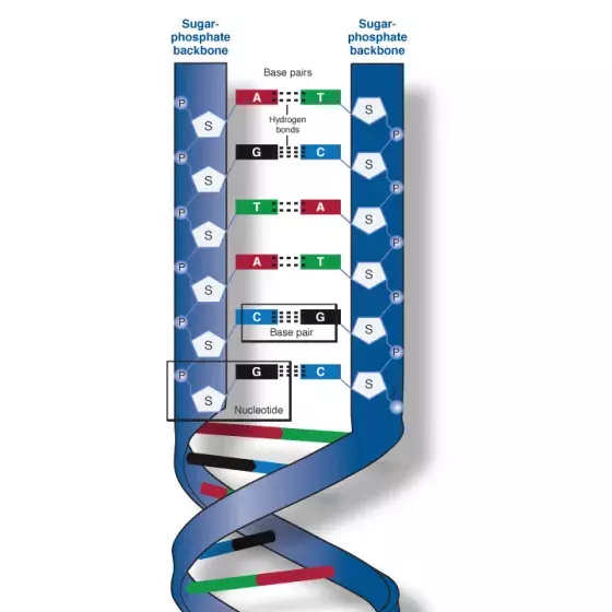 DNA phosphate backbone illustrated