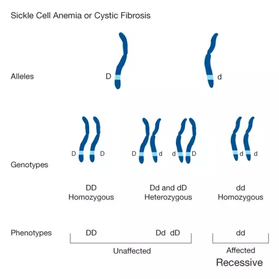 Recessive genes illustrated