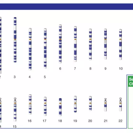 Sex chromosome illustration