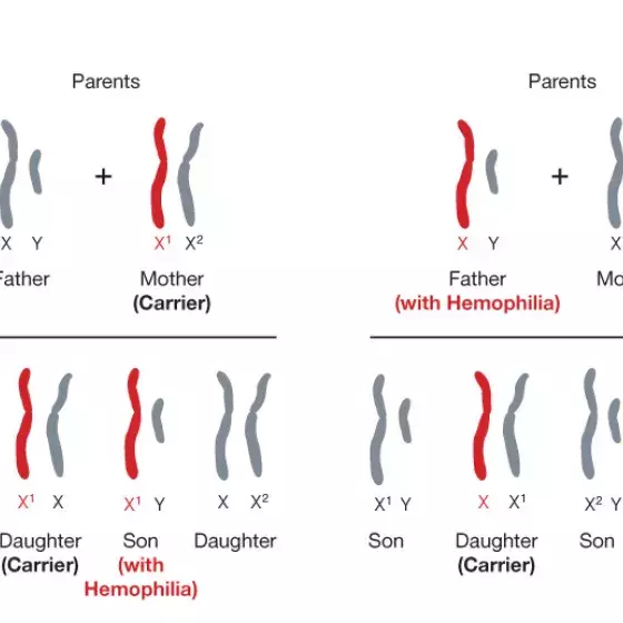 Sex linked illustration