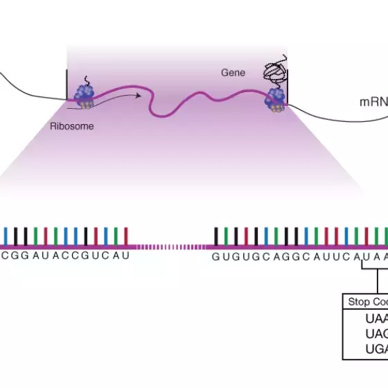 Stop codon illustrated