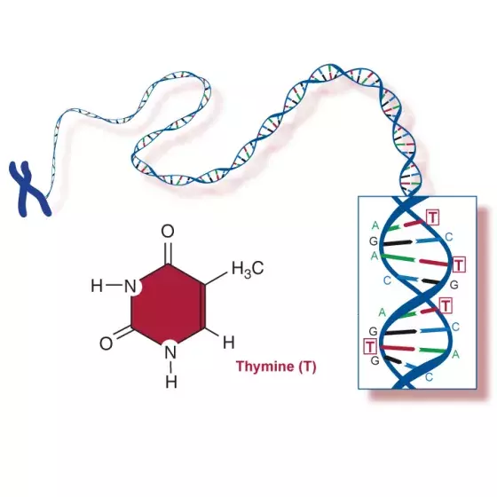 Thymine illustrated