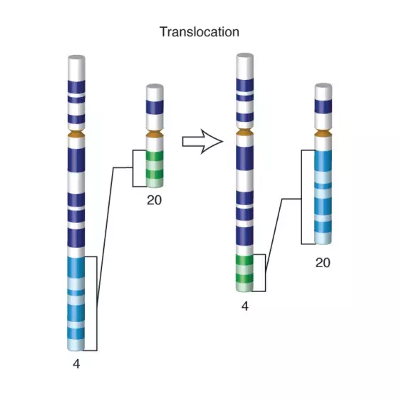 Translocation illustration